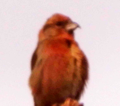 crossbill 2 small graphic